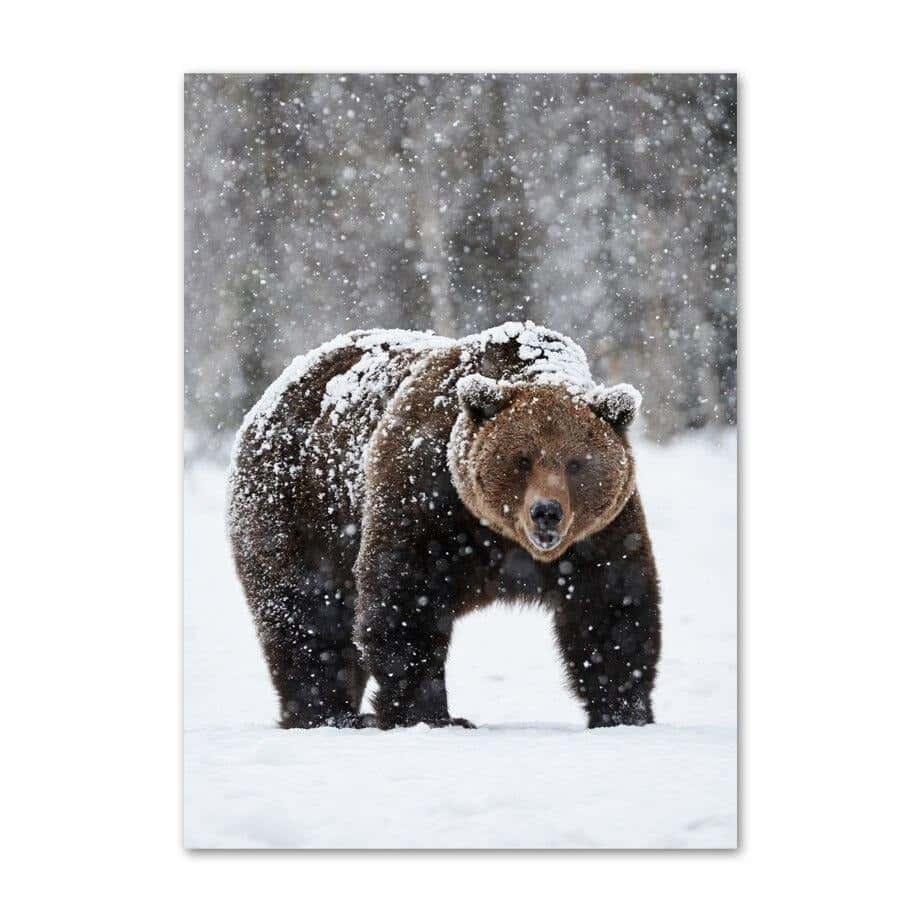 Tavla Björn På Duk Polar